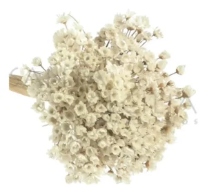 Buquê de sempre-viva com 1.200 unidades
